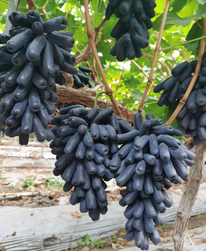 Avatar, kernlose Tabeltraube, außergewöhnliche Beerenform, Weinrebe